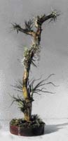 Čerstvě osázená suchá větev dubu s osmi druhy tilandsií (v misce jsou odnože Tillandsia ionantha, která může růst v písčito rašelinovém substrátu)