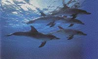 Tvarem těla se delfíni dokonale přizpůsobili životu ve vodě