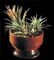Kvetoucí druh Tillandsia ionantha - nezničitelná rostlina, kterou můžeme pěstovat i v obyčejném kaktusovém substrátu. Chce jen plné slunce a opatrnou zálivku