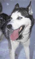 Aljašský hasky čili alaskan, pes vyšlechtěný pro saňový sport