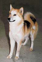 Jedno z mnoha typických severských plemen - grónský pes