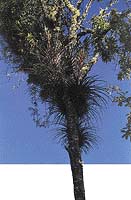 Takto rostou tilandsie a jiné broméliovité epifytní rostliny ve volné přírodě v Mexiku