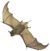 Pro netopýra Tadarida brasiliensis je typický volný konec ocásku, který přesahuje jeho blanitou část