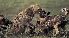 Co dřív? Hyena se snaží ukrást kořist psům hyenovitým, současně se však před nimi musí bránit