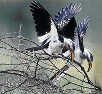 Pár zoborožců bělozobých hájí své teritorium zvláštním klapáním zobáku a společným pokřikem