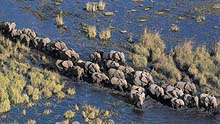 U vody se často sejde i několik sloních klanů najednou