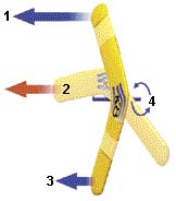 1 - rameno letící kupředu větší silou, 2 - v této fázi otáčení přebírá hlavní sílu rameno druhé, 3 - rameno letící kupředu menší silou, 4 - osa rotace