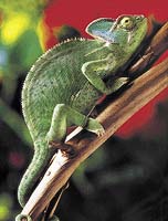 Chameleon jemenský je nejčastěji chovaný druh