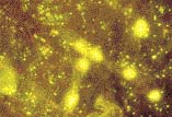 Svítit by měly jenom organismy uměle označené fluorescenční barvou. Označeny byly pouze bakterie, takže skutečnost, že svítí i řasy, dokazuje, že Dinobryon bakterie pozřel.