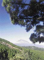 Za lesem kanárských borovic ční všudypřítomná sopka Teide