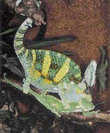 Páření chameleonů jemenských. Samec je větší a ke své partnerce se někdy chová vyloženě hrubě. Pokud samice páření odmítá, je nutné ho oddělit