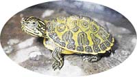 Roztomilá mláďata vodních želv mají pestře zbarvený krunýř, v dospělosti kresba zmizí