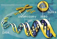 Dlouhá molekula DNA nesoucí geny je v chromozomech důmyslně poskládána, jinak by se genetická informace do buněčného jádra nevešla 