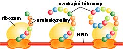 Ribozomy čtou informace z RNA a na jejich základě vyrábějí z aminokyselin bílkoviny