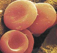 zdravé krvinky