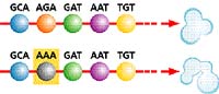 Mutace v genu na molekule DNA (záměna G za A) vede k zařazení jiné aminokyseliny (znázorněna odlišnou barvou). Tím dojde ke změně vlastností celé bílkoviny