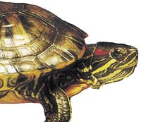 Samice želv nádherných bývají výrazně větší než samci