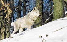 Z ustrašeného štěněte vyrostl mohutný polární vlk