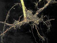 Symbiotické bakterie v kořenových hlízách umožňují olši využívat vzdušný dusík