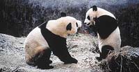 Obě pandy jsou ještě mladé a jako všechna mláďata i hravé