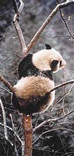 Pandy výborně šplhají, na stromech často i odpočívají