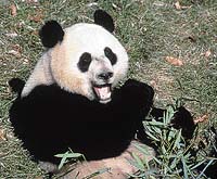 Velkou část dne tráví pandy přijímáním potravy