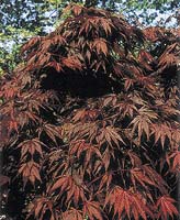 Javor dlanitolistý, kultivar Atropurpureum, má listy po celý rok zbarvené temně červeně