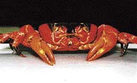 Jeden z hromadně migrujících druhů, červený krab z Vánočních ostrovů, Gecarcoidea natalis