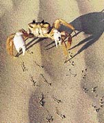 Plážoví krabi rodu Ocypode patří mezi nejrychlejší