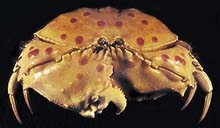 Krab rodu Calappa je skutečně obrněný - jeho klepeta do sebe zapadají takovým způsobem, že jimi uzavře svůj krunýř v jeden kompaktní celek a je tak prakticky nezranitelný