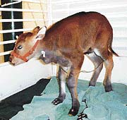 Přestože gaur naklonovaný v lednu 2001 po dvou dnech zemřel, představuje klonování naději pro řadu ohrožených druhů