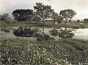 Vodní hyacint - tokozelka