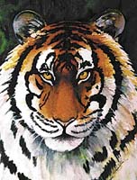 tygr sibiřský