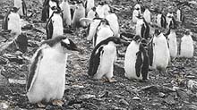 Nezaledněnou oázu obývá kolonie téměř 300 000 tučňáků oslích