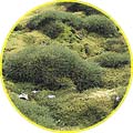 Jeden z mála zástupců vyšších rostlin - tráva Deschampsia antarctica