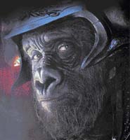 Stříbrohřbetý samec Attar se od skutečného samce gorily liší především lidským pohledem