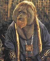 Mohutné lícní vaky starého "orangutaního" samce Nada jsou velmi věrohodné