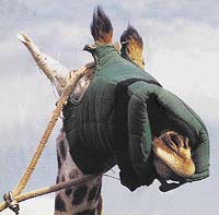 Odchycená žirafa je zbavena zraku a sluchu ...