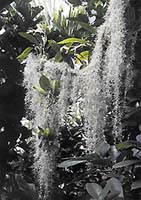 Pohled na trs Tillandsia usneoides aranžovaný jako ve volné přírodě ve skleníku Botanické zahrady UK v Praze