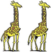 Žirafí dvojčata