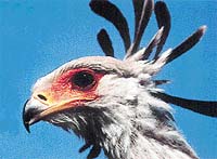 Portrét hadilova - velké oko a zahnutý zobák prozrazují dravce
