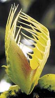 Zaklapnutá past mucholapky podivné (Dionaea muscipula)