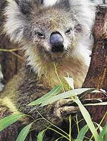 Koala si pochutnává na eukalyptových listech