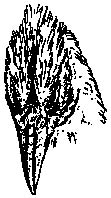 Ze stran zploštělou lebku Andalgalornise tvoří z větší části mohutný zobák