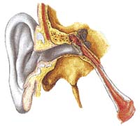 Řez sluchovým ústrojím: boltec; vnější zvukovod; kost spánková; výběžek bradavkový; sluchové kůstky; bubínková dutina; předsíň; hlemýžď; bubínek; Eustachova trubice; výběžek bodcovitý