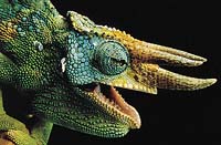 Bizarní chameleon Johnsonův (Chamaeleo johnsonii) pochází ze Zairu a je doma v horském deštném lese   - Foto Michael K. Nichols (National Geographic) CONTRAST