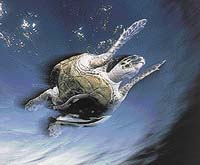 Prakticky všechny mořské želvy dnes patří ke kriticky ohroženým druhům. 