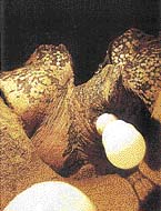 Jako všechny mořské želvy, i kožatky kladou značně velká vajíčka - mívají průměr větší než šest centimetrů