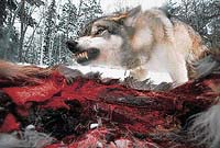 Vlk (Canis lupus) v Mezinárodním vlčím centru v Ely v severní Minnesotě nad uloveným jelenem   - Foto Joel Sartore (National Geographic) CONTRAST