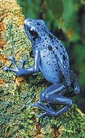 Výstražné pestré zbarvení tzv. šípových žab varuje nepřátele před jedem. Tento dendrobates azurový (Dendrobates azureus) pochází ze Surinamu   - Foto George Grall (National Geographic) CONTRAST